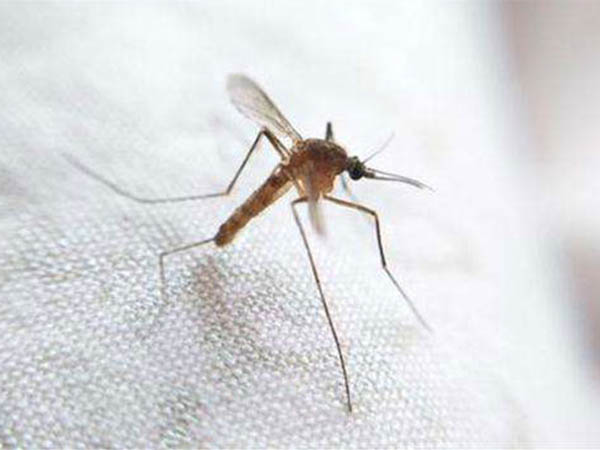 滅蚊蟲(chóng) 滅蚊蟲(chóng)